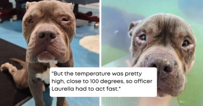 Abandoned Dog Tied to a Pole Cruelly by His Owners Was Rescued by a Kind Officer Who Changed His Life for the Better