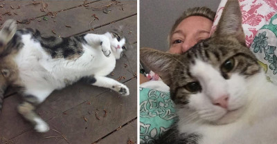Chill Cat Found 900 Miles From Home Acts Like Nothing Ever Happened