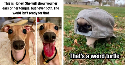 People Post Photos Of Their 'Broken' Dogs That Are Hilarious