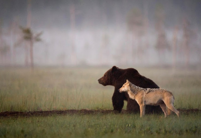 Undoubtedly one of the most unusual pictures in the animal kingdom