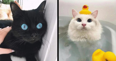 23 Pictures Of Cute Pets That Will Add An Extra Layer Of Smile To Your Face And Brighten Up Your Day