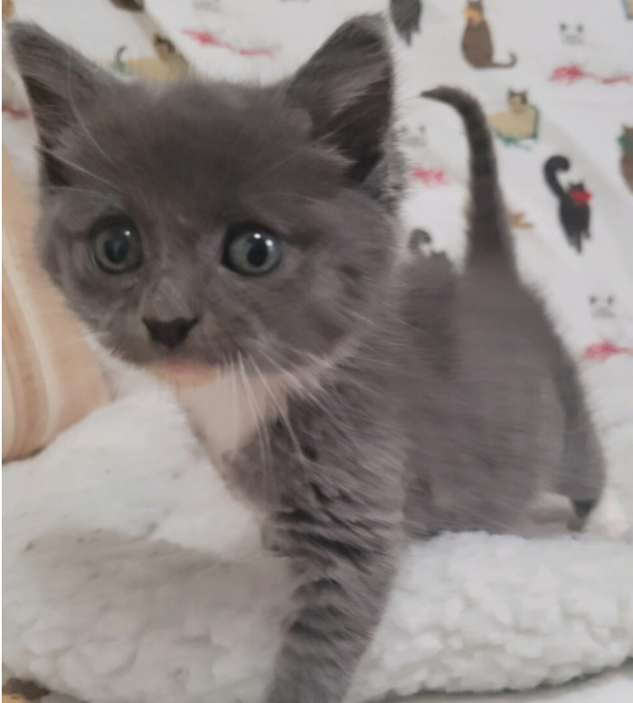 Rumble was weak but didn't give up.