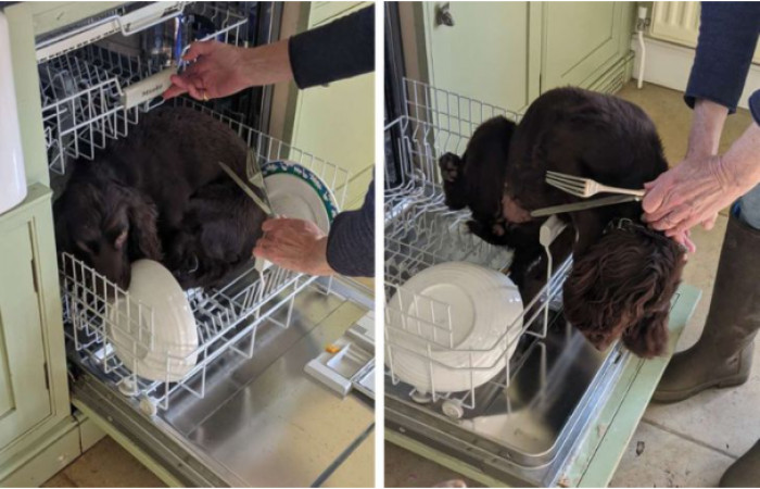 16. "My dog doesn’t like it when you sneeze, so she tries to hide in the dishwasher.”