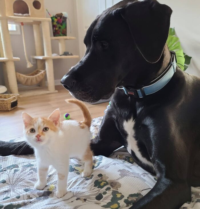 Great Dane Corbin gently guards kittens during babysitting, showing protective care.