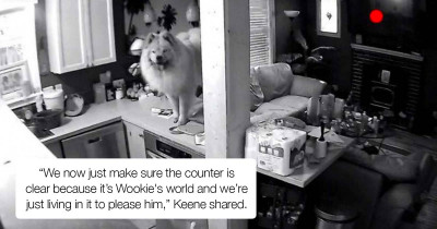 Family Sets Up Secret Camera To Find The Culprit Behind Things Falling Off The Kitchen Counter