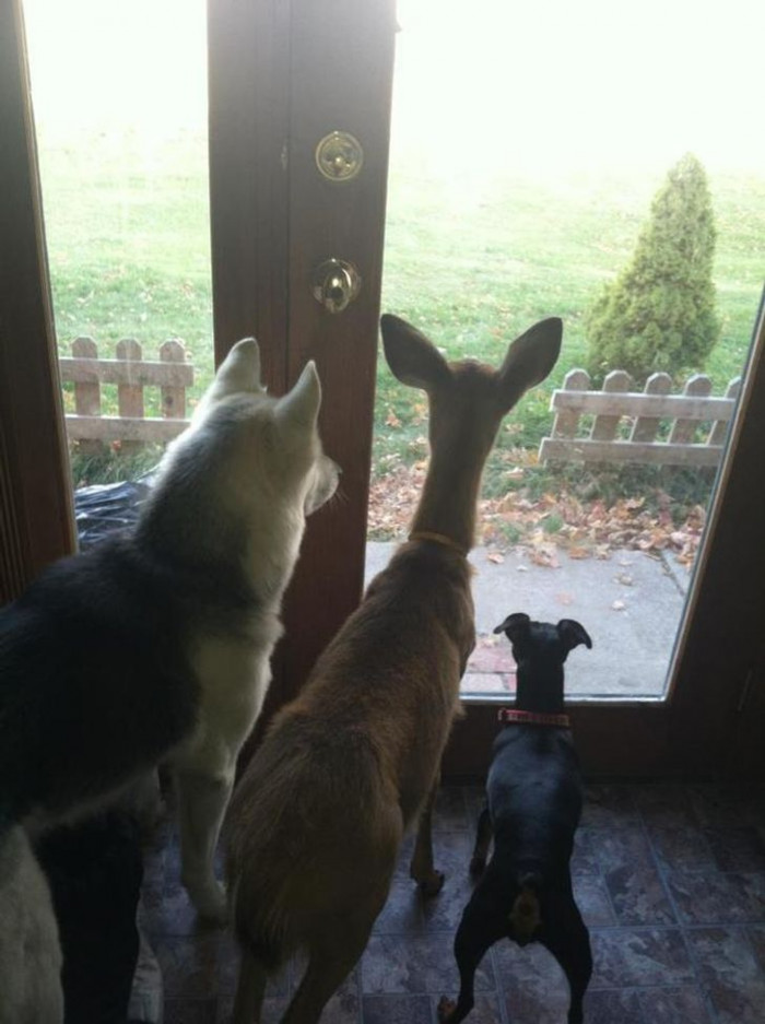 26. A rescued fawn thinks it's now a dog, too!