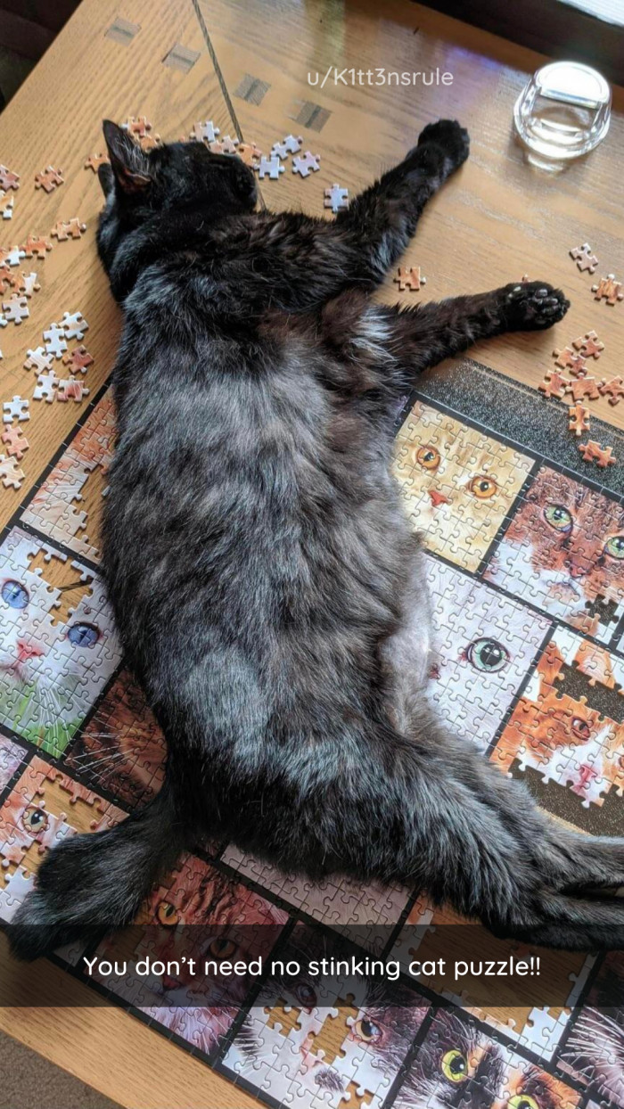 23. The only cat puzzle you need.