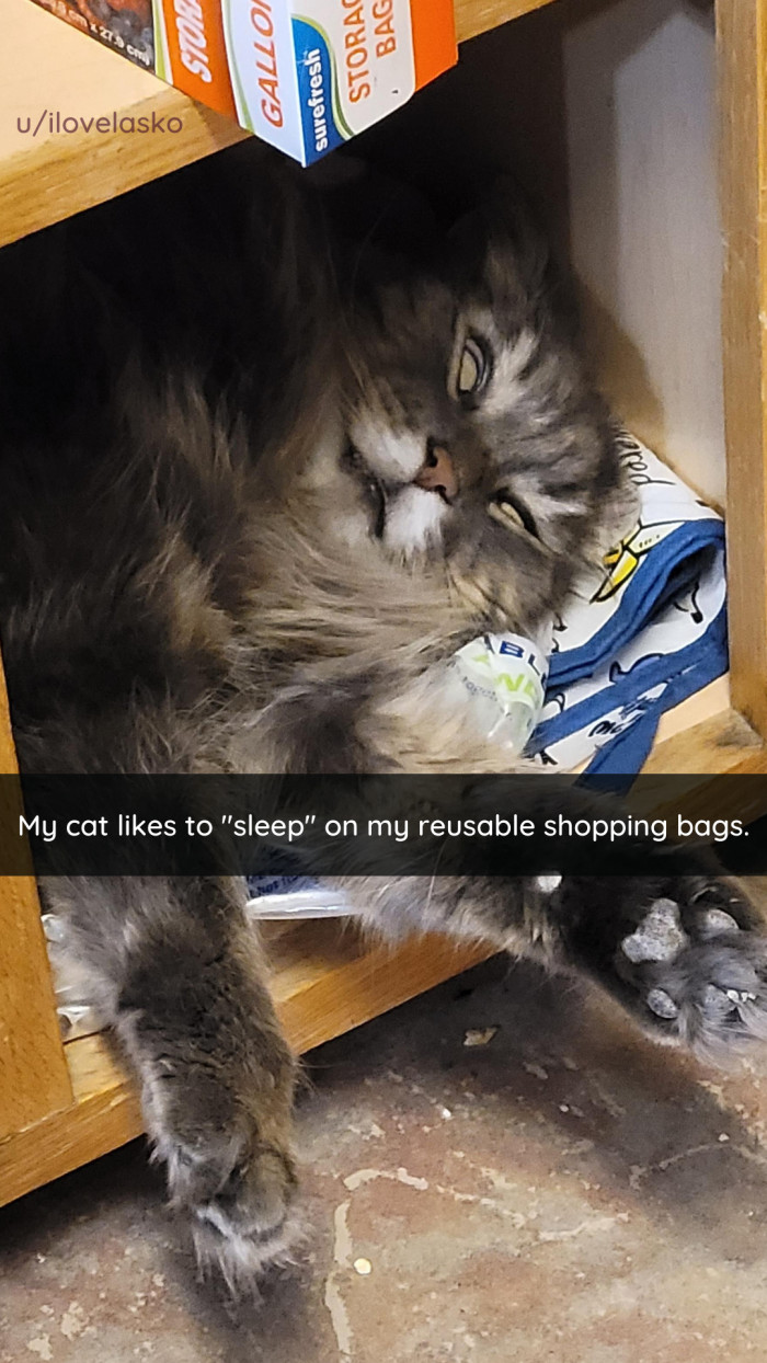 19. This cat enters another dimension while sleeping on those bags.