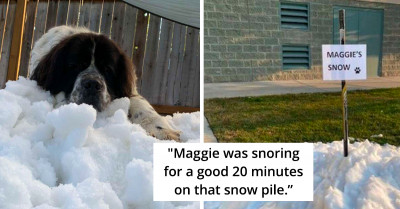 Dying Dog Gets A Special Heartwarming Surprise From Her Family, A Mountain Of Snow That She Could Enjoy One Last Time