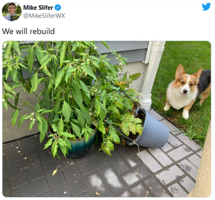 16. The corgi is even poking his tongue out in the biggest "what are you gonna do about it??" way!