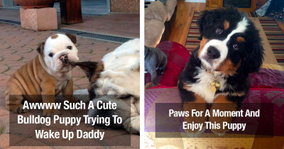 Incredibly Cute Puppies That We Wish Would Stay Frozen In Time