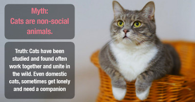 Cat Psychologist Busts Common Myths About Cats And They Will Change Your Relationship With Your Cat