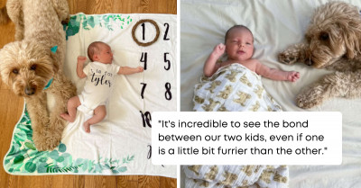 Precious Dog Loves This Tiny, New Human So Much That He Refuses To Be Left Out Of The Newborn Photo Session