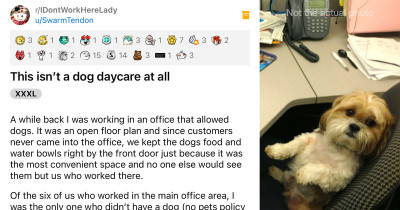 Adorable Dog Spends Its Days in an Office Because This Woman Was Under the Impression That It Was a Dog Daycare