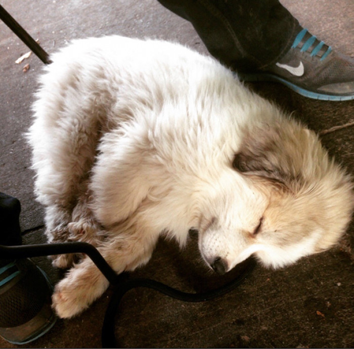 #24 Walking is just too tiring for this little babe.