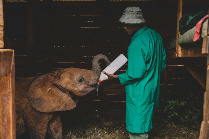 The carers sleep in the barn with the elephants to make sure there's someone there to attend to the needs of the calves at all hours of the night.