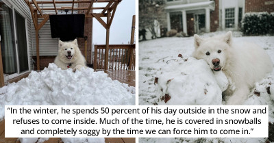 Absolutely Adorable, Snow-Obsessed Dog Emotionally Says Goodbye to the Last Snow of the Season