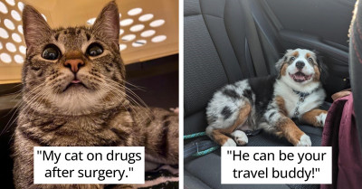 20 Of The Most Adorable Animal Photos That Will Make Your Day Better