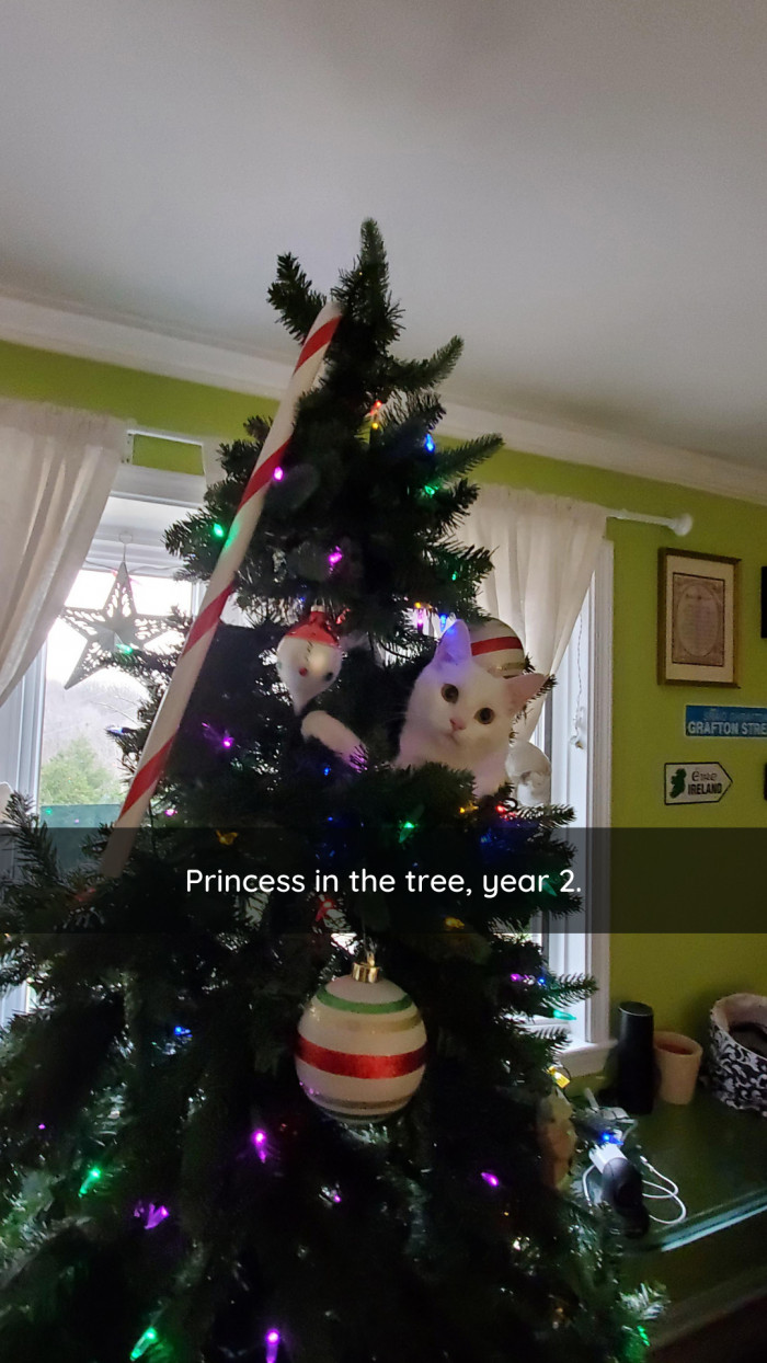 15. A purr-fect fit, tbh.