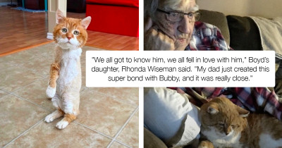 Three-Legged Cat Wandered The Streets For Years Before Finally Finding Her Perfect Forever Home