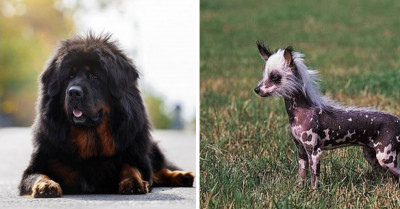 You Would Not Believe The Prices Of These Top 10 Most Expensive Breeds Of Dogs