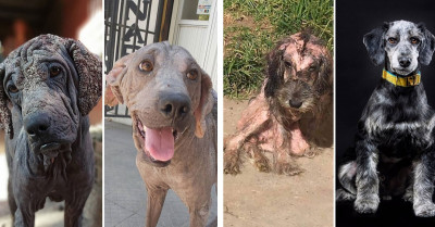 Animal Advocate Shares Mind-Blowing Before & After Photos of Dogs Rescued from the Worst Situations