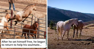 Horse Is Reunited With His Girlfriend After Two Years Of Separation