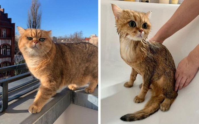 7. Here's an adult cat who quickly became a kitten