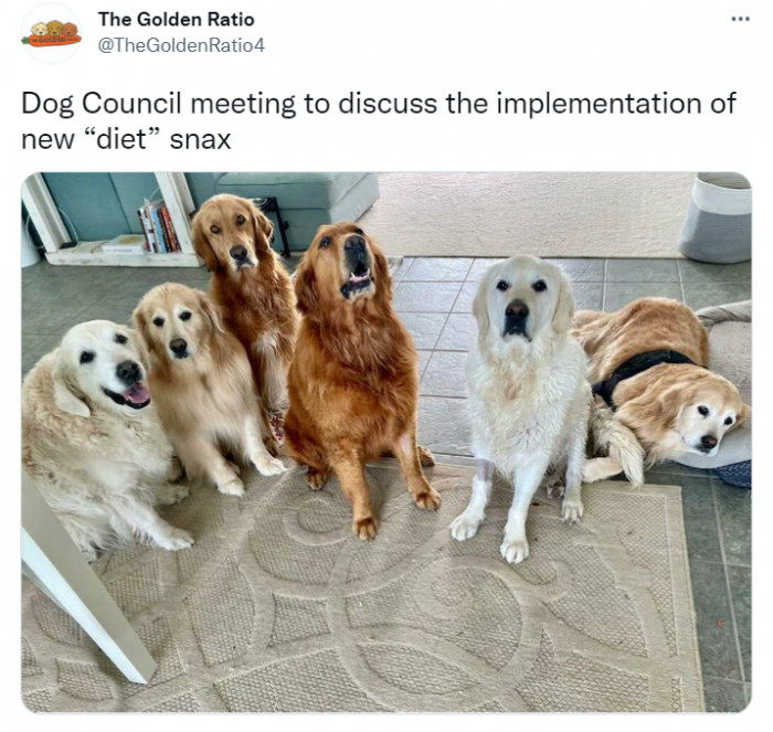 5. The newly formed dog council discussing the implementation of unlimited treats for all
