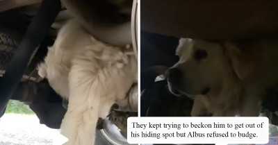 Albus The Dog Got Scared Of Thunder So He Hid In The Most Unexpected Place