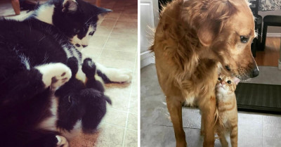 Adorable Animals Who Have Identical Twins With A Twist
