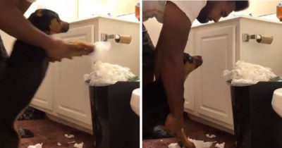 A Dog Owner Teaches His Puppy a Lesson in Cleaning Up Its Mess, and People on Twitter Went Off