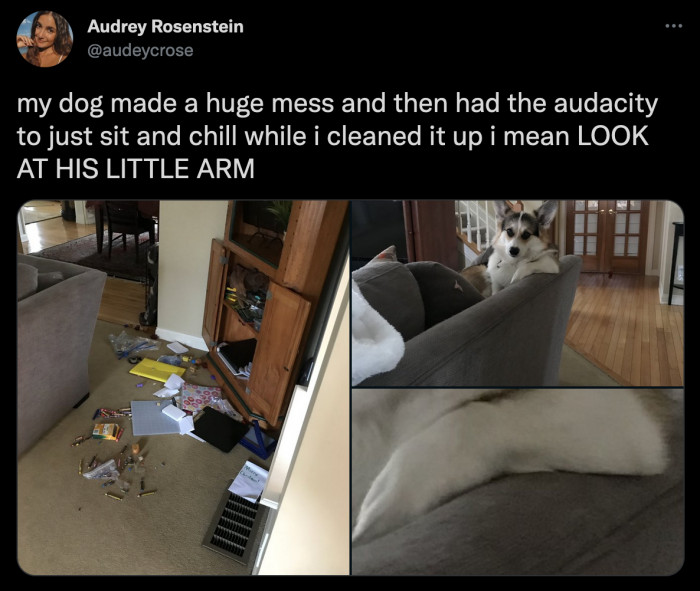 3. "Woman, what's taking you so long to clean up my mess? Chop chop!" - this dog probably
