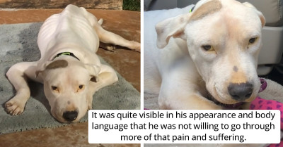 Homeless Pitbull Was Slowly Giving Up On Life Until One Loving Family Changed His Mind