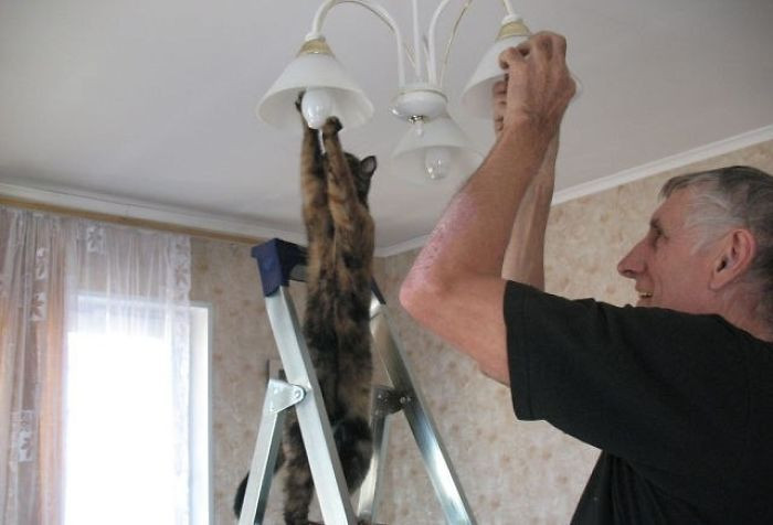 39. How many cats does it take to change a lightbulb?