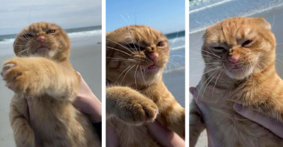 Hilarious Cat Comes To The Beach For The First Time And Obviously Despises It