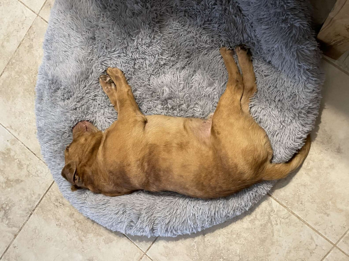 Healed and Happy Stevie