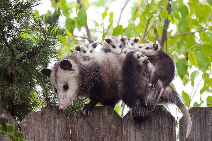 23. Baby possums playing with mama