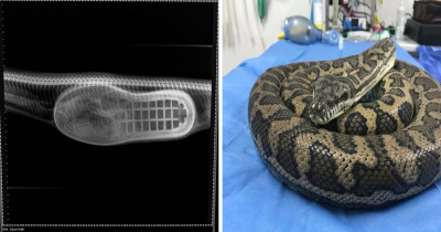 This Australian Python's Life Was Saved When He Sneaked Into A House and Ate Something He Shouldn't Have