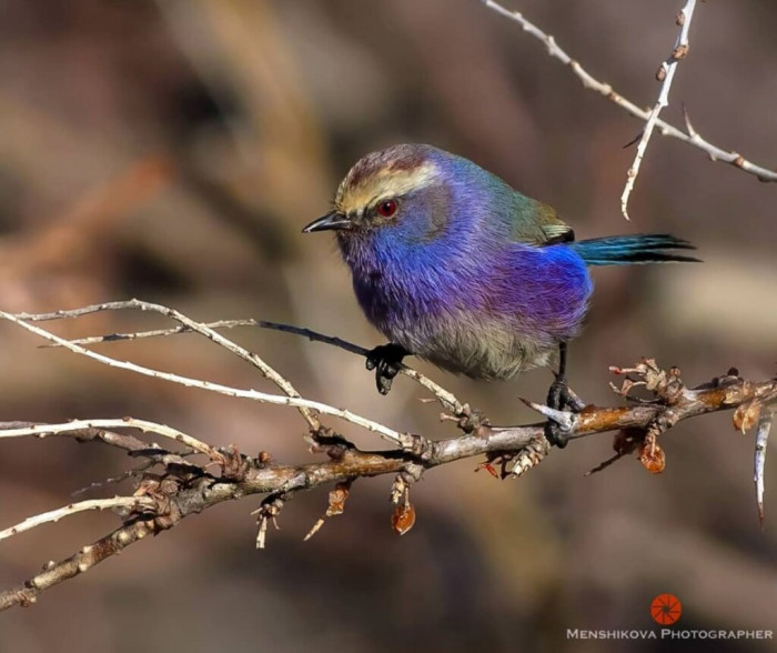 Meet the White-browed tit-warbler