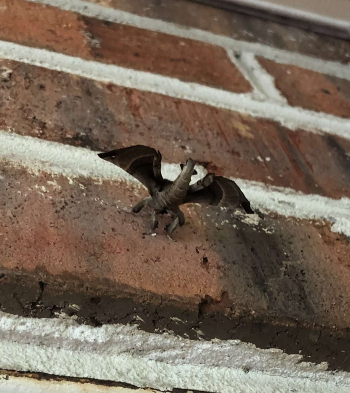 This type of moth is called Apatelodes torrefacta or spotted apatelodes moth.