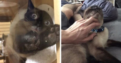 This Adorable Shelter Kitty Did Everything She Could To Get This Guy To Adopt Her