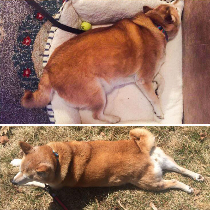 "Nala Is Ready For Summer. She Lost About 7 Lbs Since She Came To Our Home."