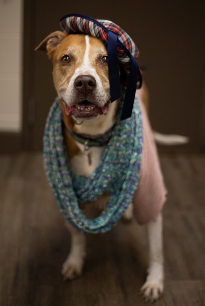 Dressed senior dog posing thoughtfully, part of a shelter photoshoot behind scenes