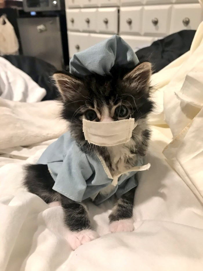 Cutest Cat Pictures Will Definitely Brighten Your Quarantine Life (And