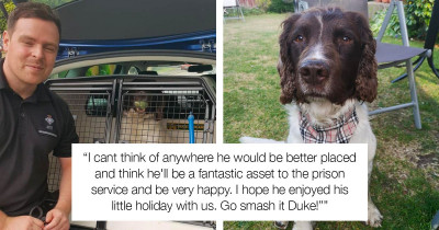 Dog Abandoned During Lockdown Gets A Job Sniffing Drugs For The Prison Service