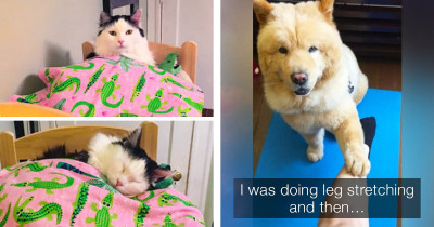 Your Four-Legged Friends Are The Only Thing You Need In Your Life, and These Photos Prove It