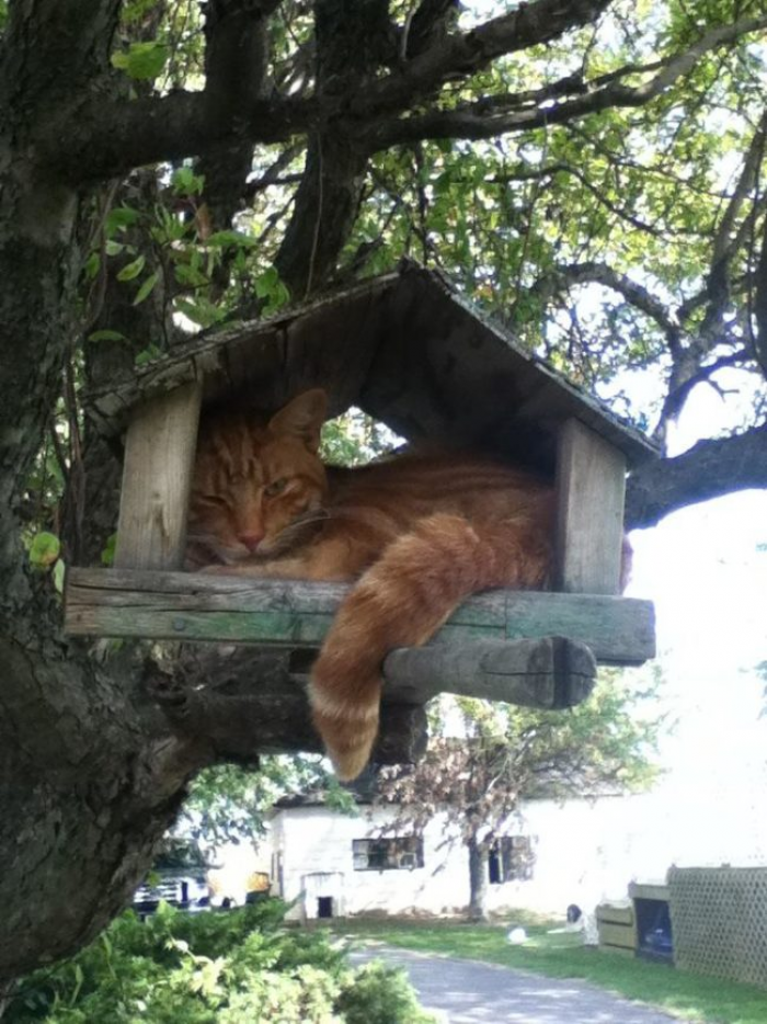 7. Some would love to live the life of a bird!