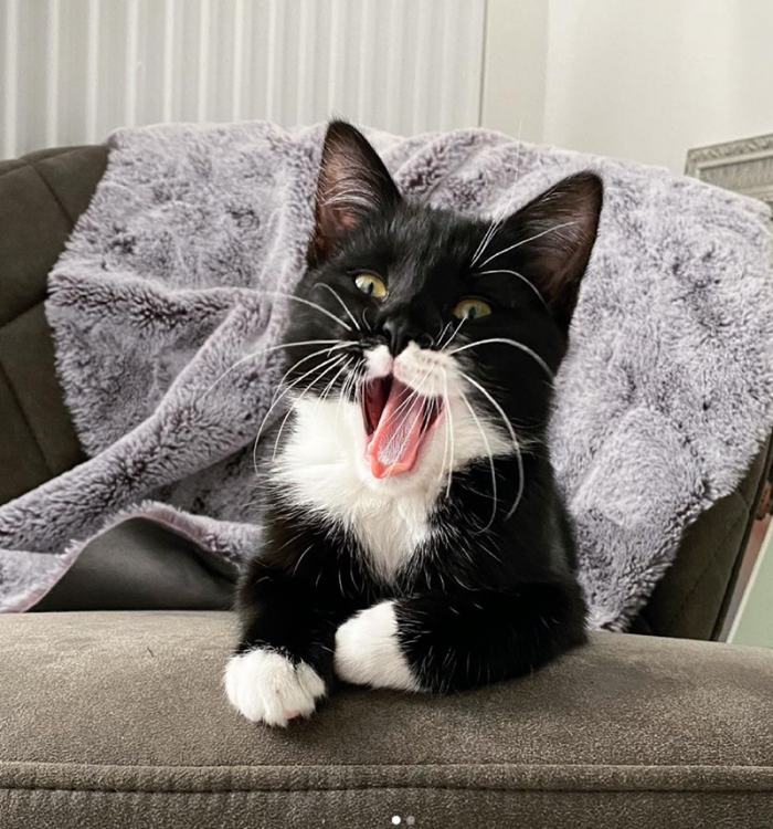 Impressing the ladies is Sammy's forte, and he does this through his awesome winking skills.