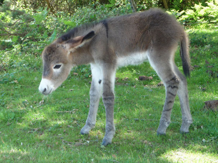 Did you know baby donkeys are called burritos?